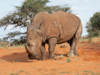 Fototapeta premium Breitmaulnashorn (Ceratotherium simum)