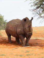 Fototapeta premium Breitmaulnashorn (Ceratotherium simum)