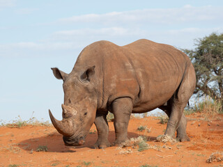 Breitmaulnashorn (Ceratotherium simum)