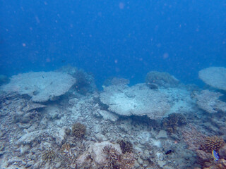 maldives sorkeling with colorful fish