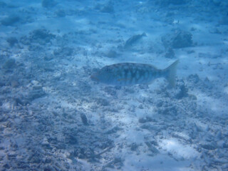 Fototapeta premium maldives sorkeling with colorful fish