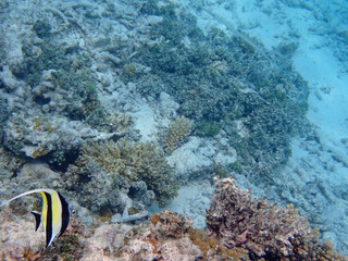 maldives sorkeling with colorful fish