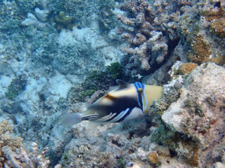 maldives sorkeling with colorful fish