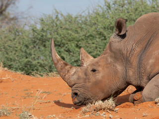 Breitmaulnashorn (Ceratotherium simum)