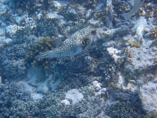 maldives sorkeling with colorful fish