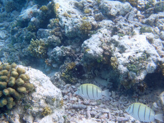maldives sorkeling with colorful fish
