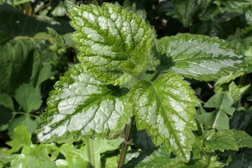 A close-up image showing the leaves of the Yellow Archangel. The foreground highlights the silvery-green, heart-shaped leaves with distinctive silvery markings.