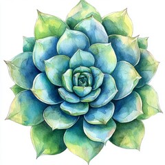 Fototapeta premium This echeveria watercolor botanical painting showcases a beautiful succulent green flower, paired with delicate floral hand-drawn illustrations on a clean isolated background