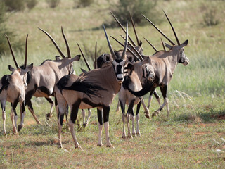 Spießbock (Oryx gazella)