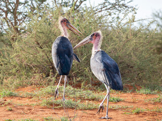 Marabu (Leptoptilos crumeniferus)