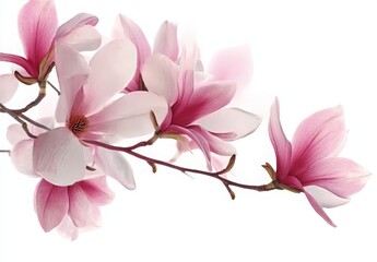 Beautiful Blooming Pink Magnolia Tree Branch with Fresh Petals on White Backdrop