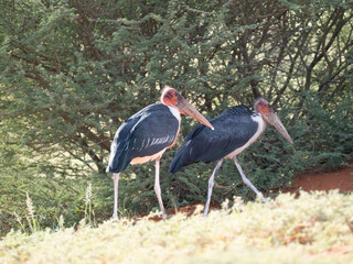 Marabu (Leptoptilos crumeniferus)