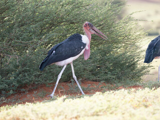 Marabu (Leptoptilos crumeniferus)