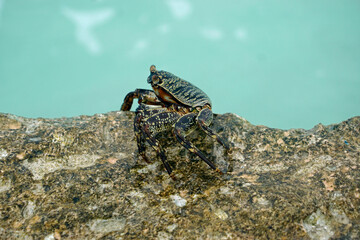 huge crab on a rock