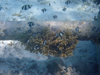 maldives sorkeling with colorful fish