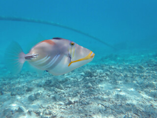 maldives sorkeling with colorful fish