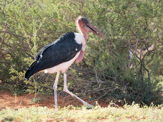 Marabu (Leptoptilos crumeniferus)