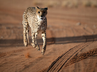 Gepard (Acinonyx jubatus)