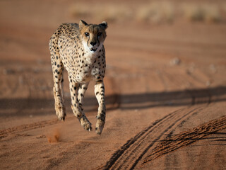 Gepard (Acinonyx jubatus) © Lothar Lenz