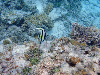 maldives sorkeling with colorful fish