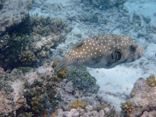 maldives sorkeling with colorful fish