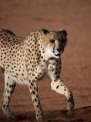 Gepard (Acinonyx jubatus)