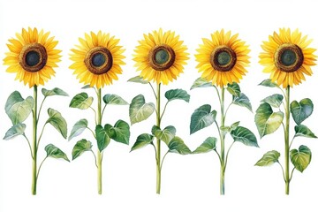 Fototapeta premium The sunflower watercolor collection features hand-drawn yellow flowers accompanied by green leaves, set against an isolated Summer background