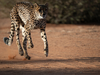 Gepard (Acinonyx jubatus) © Lothar Lenz