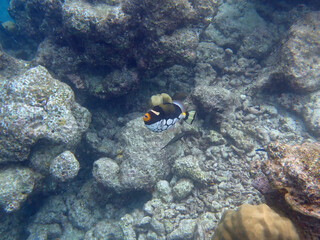 maldives sorkeling with colorful fish