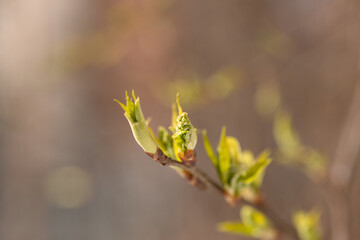 green new spring buds on a tree branch in early spring. close-up, selective focus. Spring background, the beginning of the season.