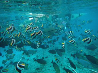 maldives sorkeling with colorful fish