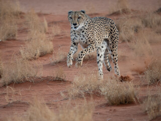 Gepard (Acinonyx jubatus)