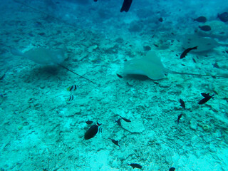 Fototapeta premium snorkeling with stingray on the maldives