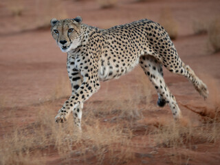 Gepard (Acinonyx jubatus) © Lothar Lenz