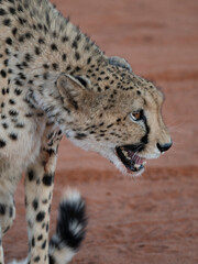 Gepard (Acinonyx jubatus)