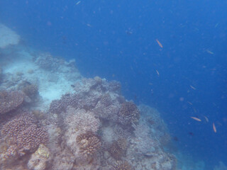 maldives sorkeling with colorful fish