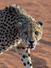 Gepard (Acinonyx jubatus)