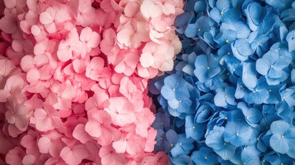 Elegant Hydrangea Bloom: A Delicate Dance of Pink and Blue Floral Beauty