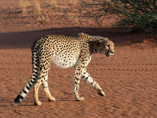 Gepard (Acinonyx jubatus)