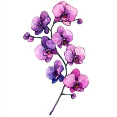 The orchid violet flower is depicted in a delicate watercolor style, with isolated flowers set against a white background in a beautiful botanical illustration of tropical nature art