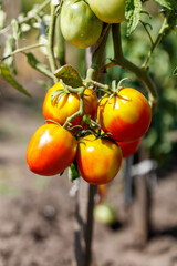 A bunch of tomatoes hanging from a plant