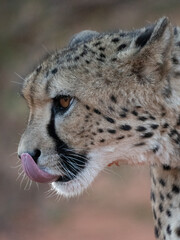 Gepard (Acinonyx jubatus)