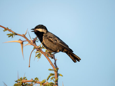 Aschenmeise (Melaniparus cinerascens)