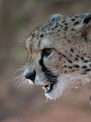 Gepard (Acinonyx jubatus)