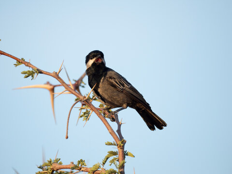 Akazienru&szlig;meise (Melaniparus cinerascens