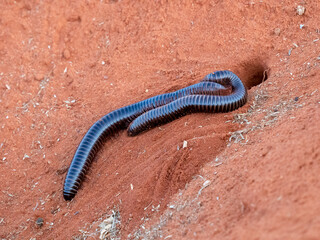 Riesenschnurfüßer (Archispirostreptus gigas)