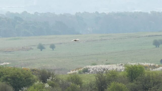 a spring curlew (Numenius) flying over grassland meadows