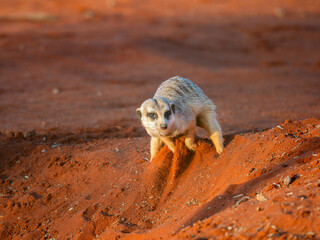 Erdmännchen (Suricata suricatta)
