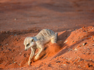 Erdmännchen (Suricata suricatta)
