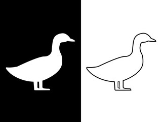 duck Illustrations
